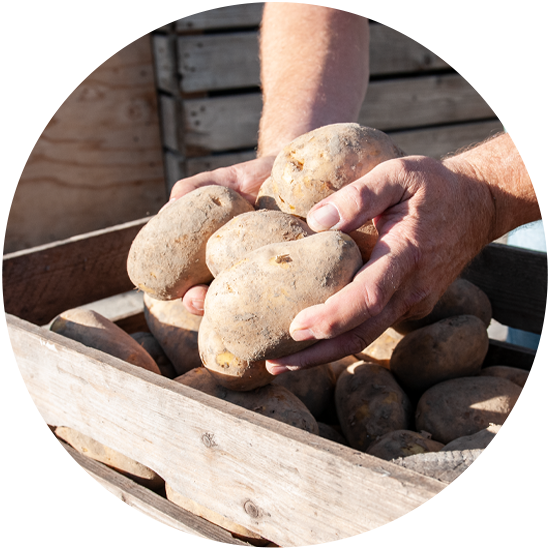 verse Agria frietaardappelen Almere