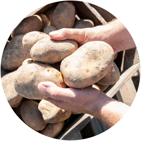 Frietaardappelen kopen Zeewolde