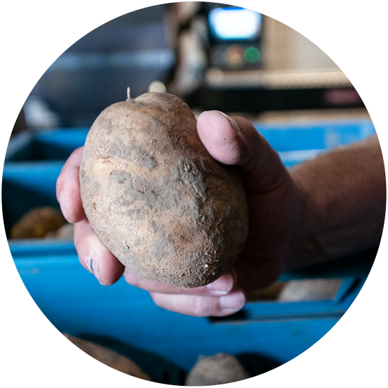 frietaardappelen voor frietzaken