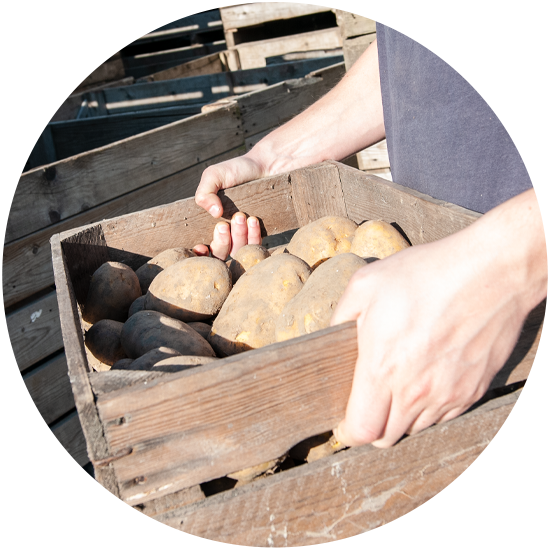 frietaardappelen voor horeca