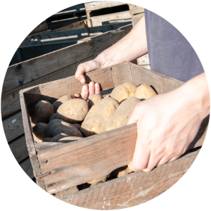 verse Agria frietaardappelen Almere